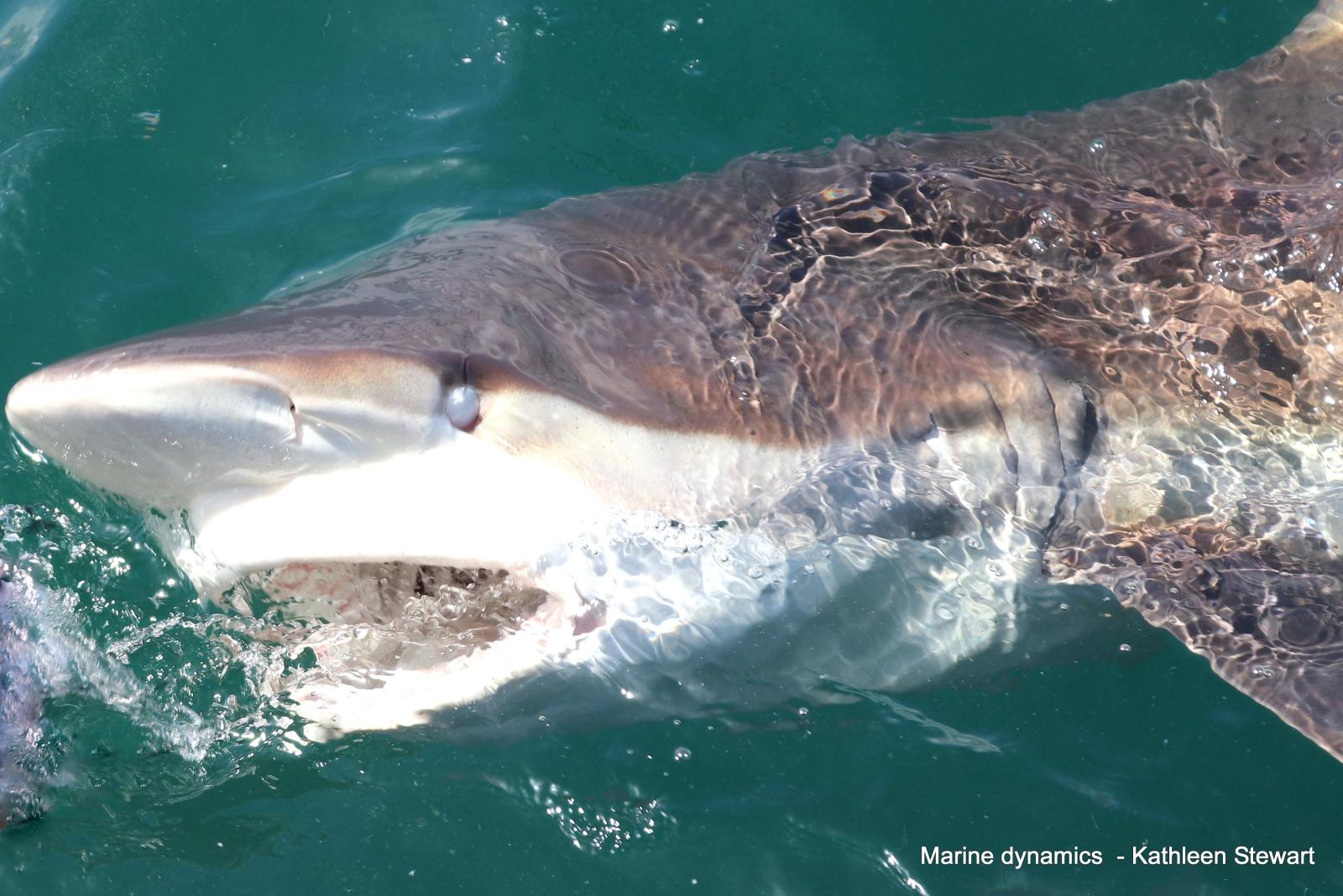 Bronze whaler shark, south africa