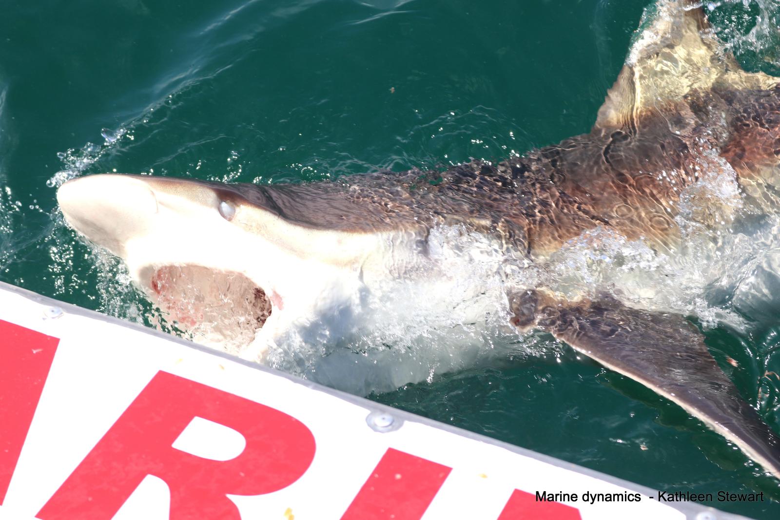 Bronze whaler shark, south africa