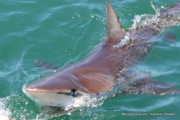 Bronze whaler shark, South Africa