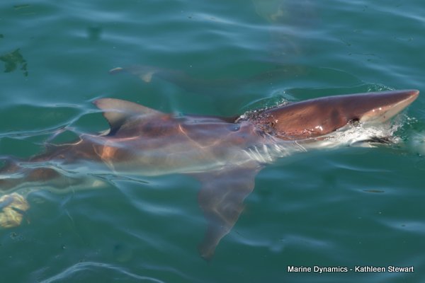 Bronze whaler shark, South Africa