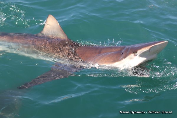 Bronze whaler shark, South Africa