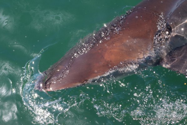 Bronze whaler shark, South Africa