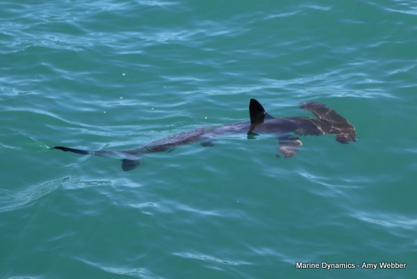 Hammerhead shark, South Africa