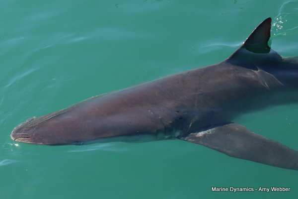 Bronze whaler shark, South Africa