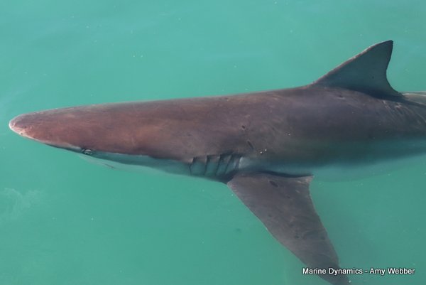 Bronze whaler shark, South Africa