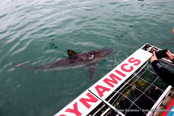 Bronze whaler shark, Shark cage diving, Gansbaai, Western Cape