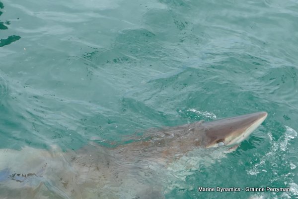 Bronze whaler shark, Shark cage diving, Gansbaai, Western Cape