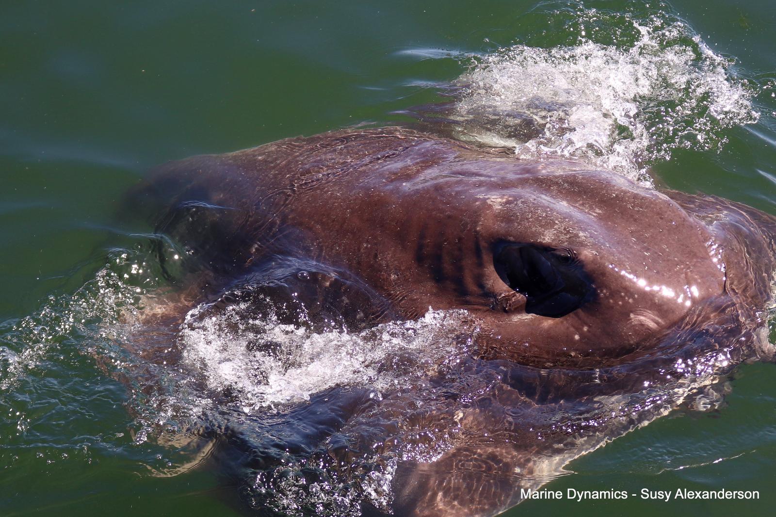 Short tail stingray, Shark cage diving, Gansbaai, Western Cape