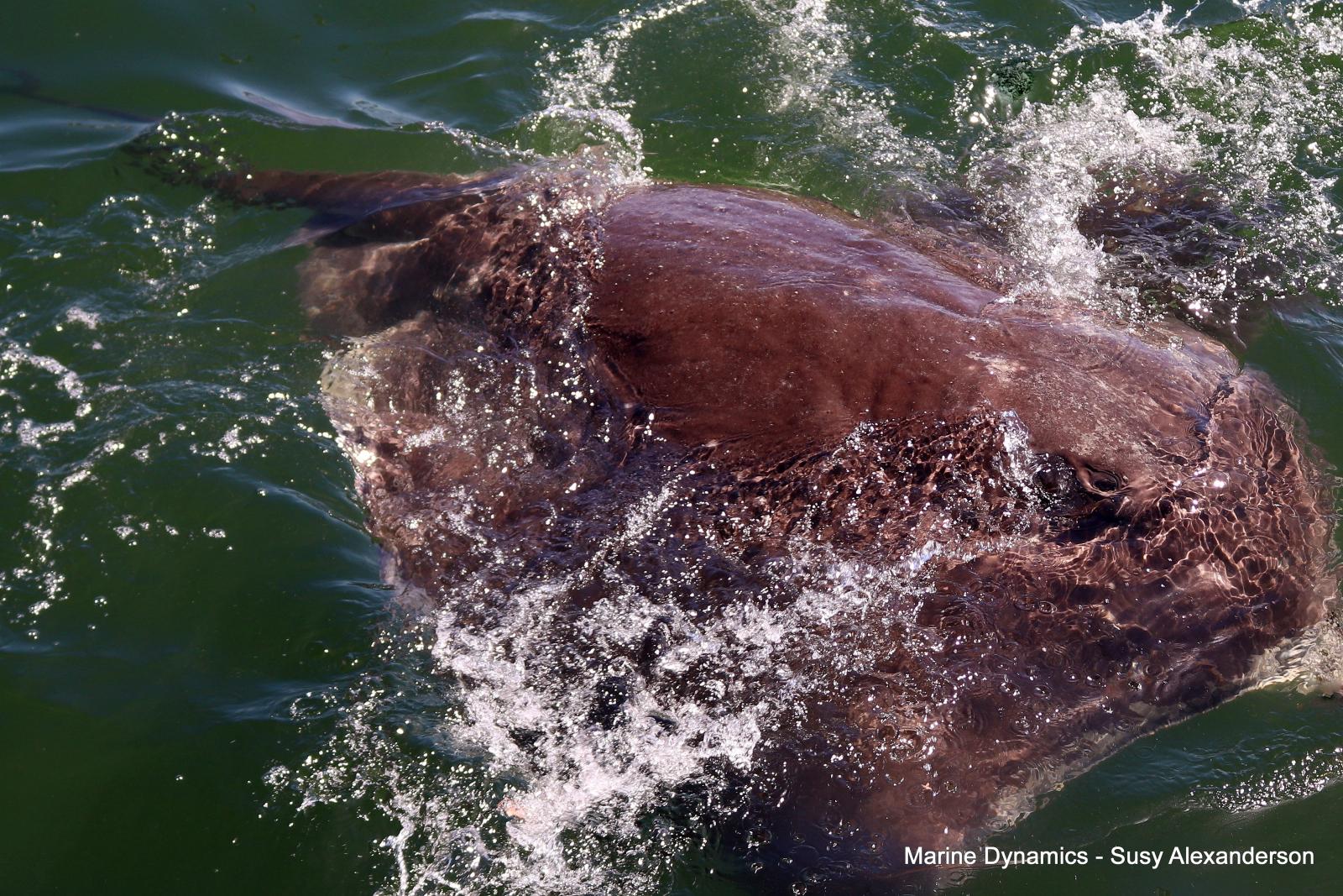 Bronze whaler shark, Shark cage diving, Gansbaai, Western Cape