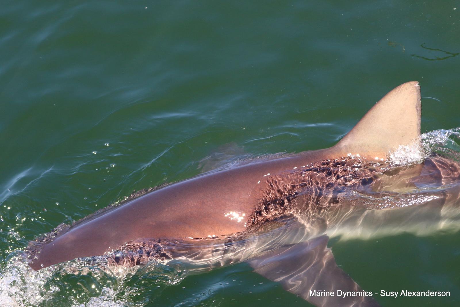 Bronze whaler shark, Shark cage diving, Gansbaai, Western Cape