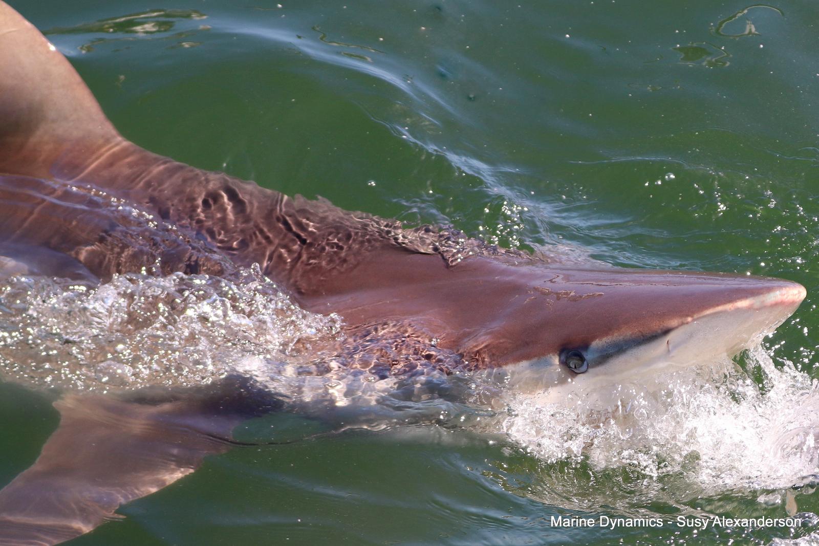 Bronze whaler shark, Shark cage diving, Gansbaai, Western Cape