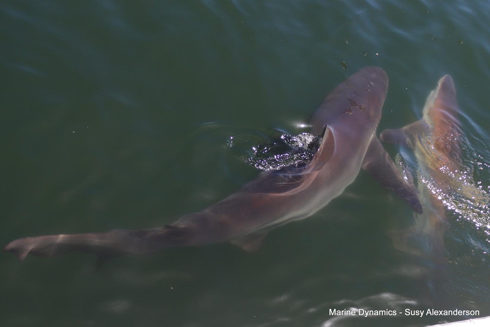 Bronze whaler shark, Shark cage diving, Gansbaai, Western Cape