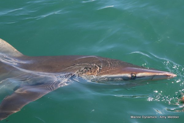 Bronze whaler shark, Shark cage diving, Gansbaai, Western Cape