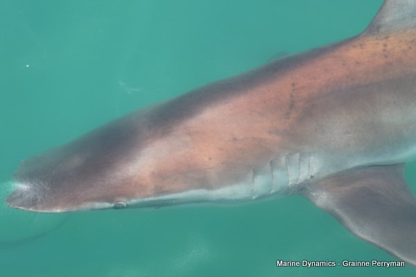 Bronze whaler shark, Shark cage diving, Gansbaai, Western Cape