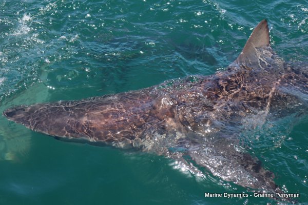 Bronze whaler shark, Shark cage diving, Gansbaai, Western Cape