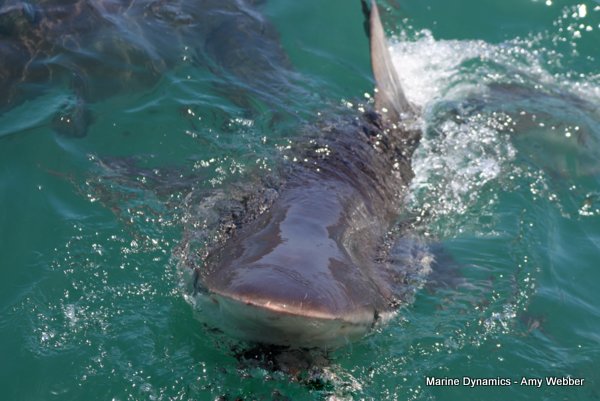 Bronze whaler shark, Shark cage diving, Gansbaai, Western Cape