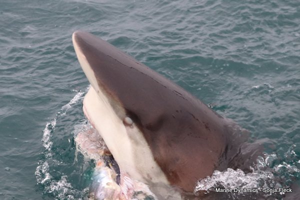 Bronze whaler Shark, Shark Cage Diving, South Africa