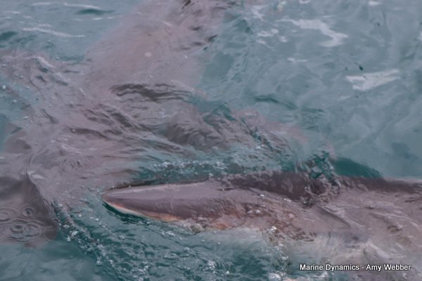 Bronze whaler shark, South Africa