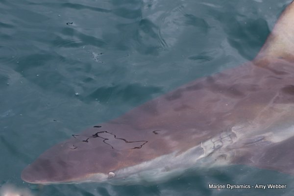 Bronze whaler shark, South Africa