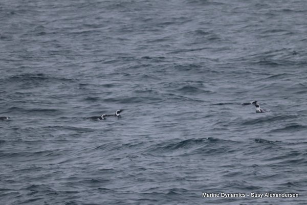 African Penguins, Shark cage diving, Gansbaai, Western Cape