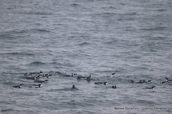African Penguin, South Africa