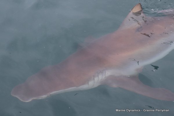 Bronze whaler sharks, South Africa