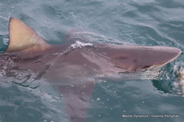 Bronze whaler sharks, South Africa