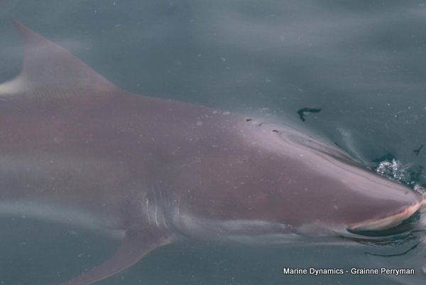 Bronze whaler sharks, South Africa