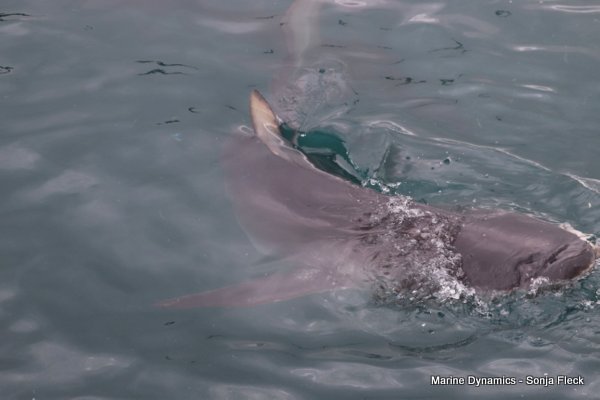 Bronze whaler Shark, Shark cage diving, Western Cape, South Africa