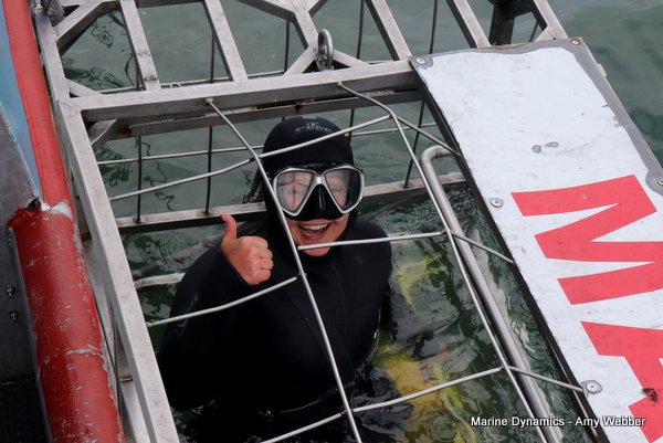 Shark cage diving, South Africa