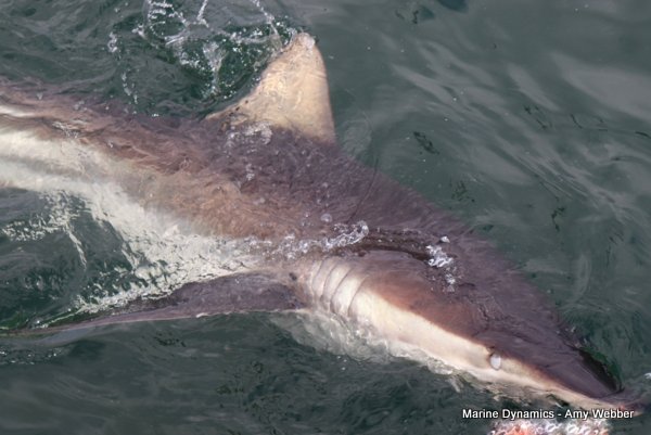 Bronze whaler shark, South Africa