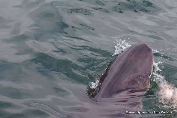 Bronze whaler shark, South Africa