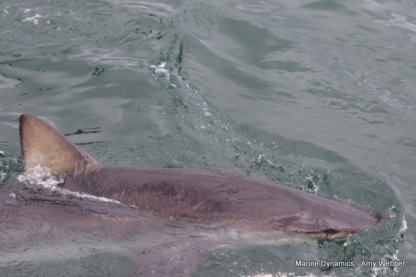Bronze whaler shark, South Africa