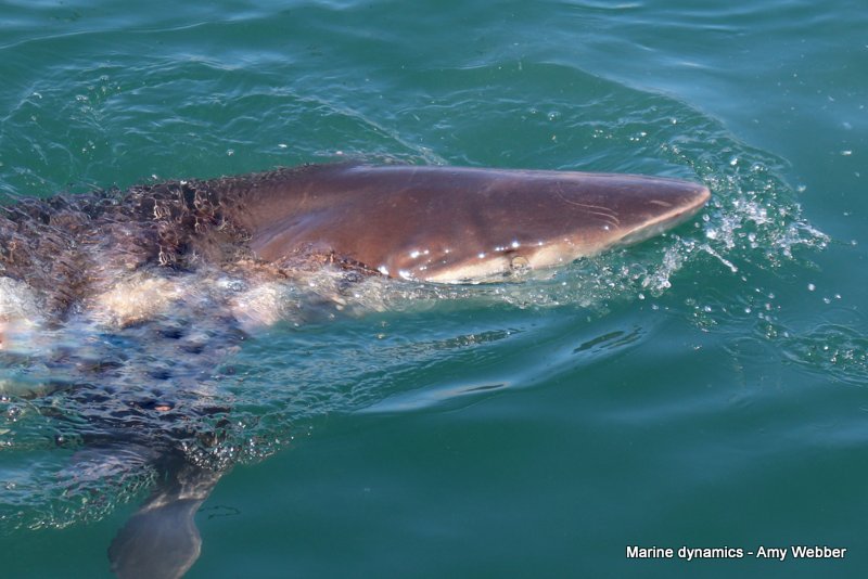Bronze whaler shark, South Africa