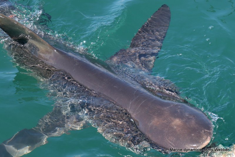 Bronze whaler shark, South Africa