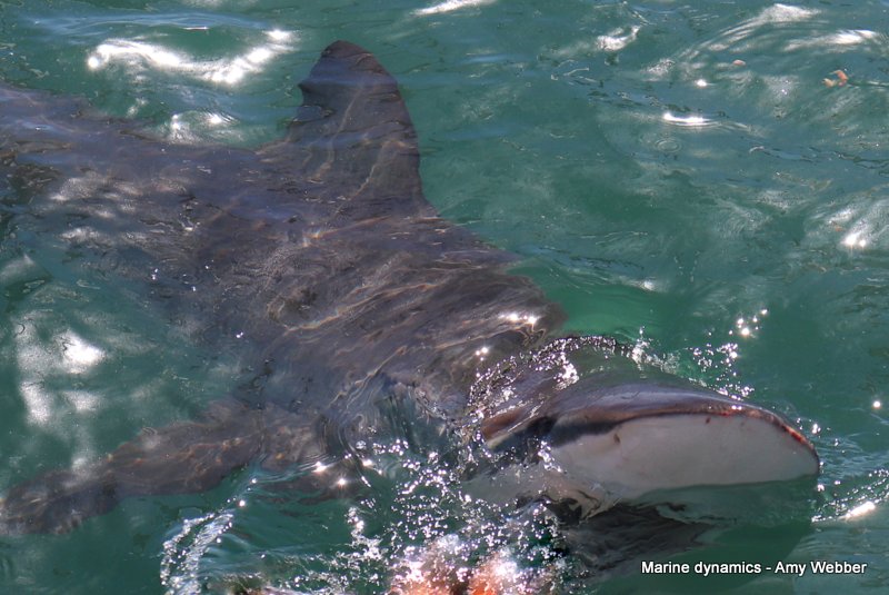 Bronze whaler shark, South Africa