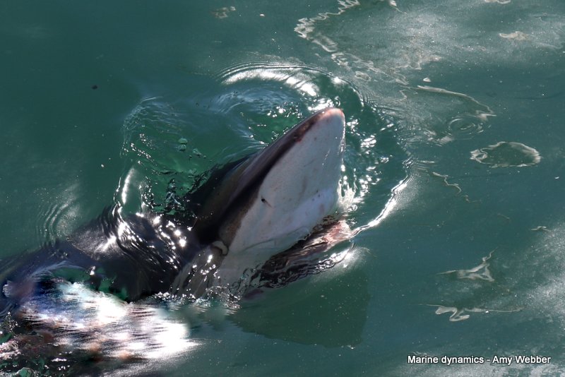 Bronze whaler shark, South Africa