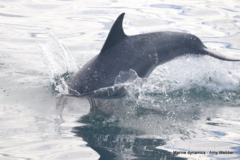 Bottlenose dolphin, South Africa