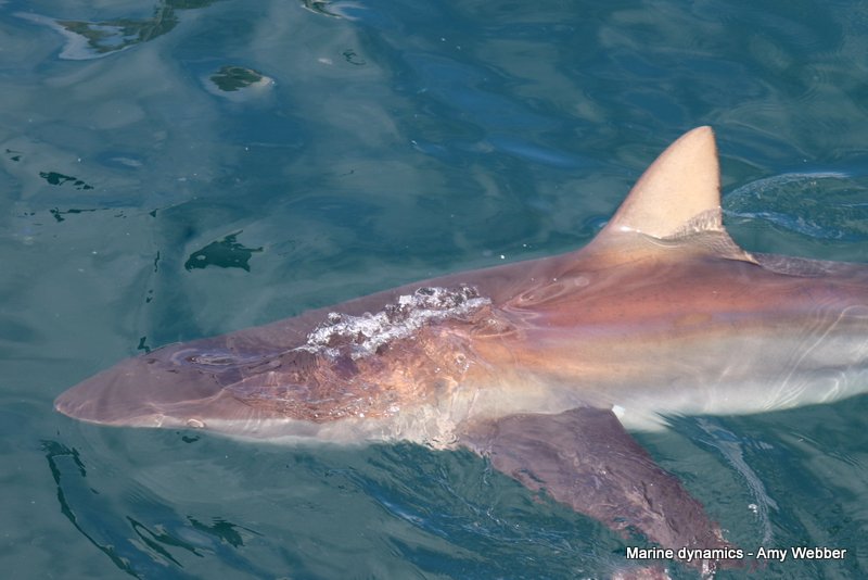 Bronze whaler shark, South Africa