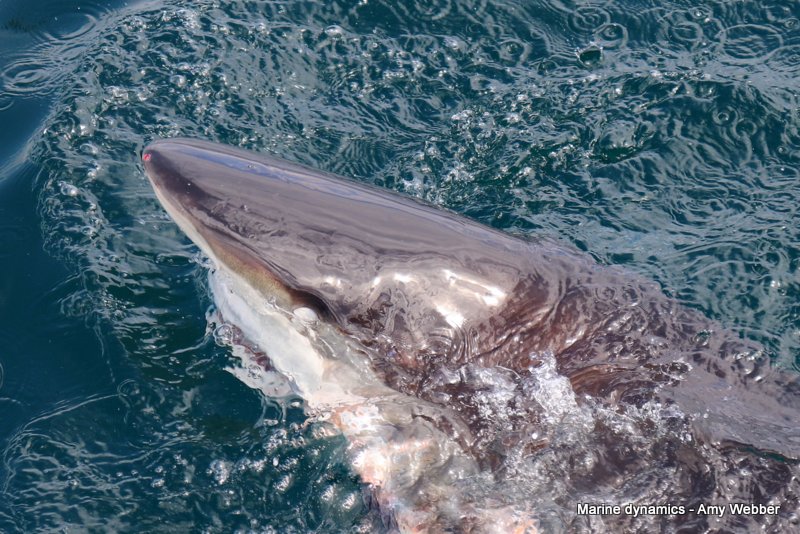 Bronze whaler shark, South Africa