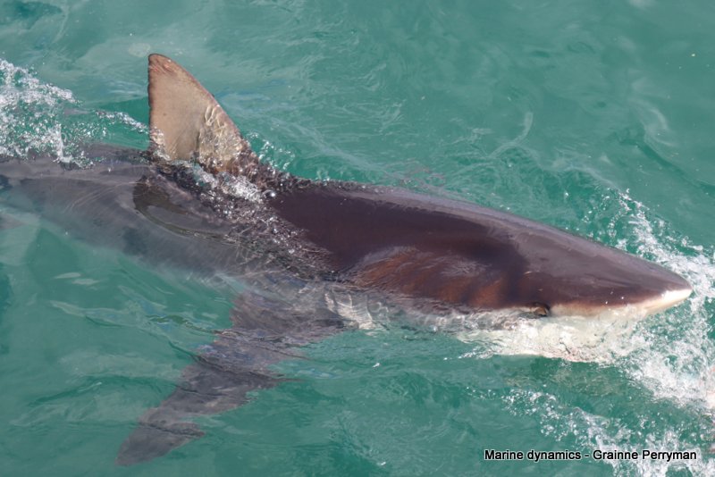 Bronze whaler shark, South Africa