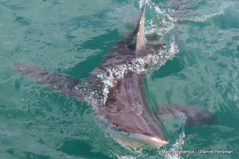 Bronze whaler shark, South Africa