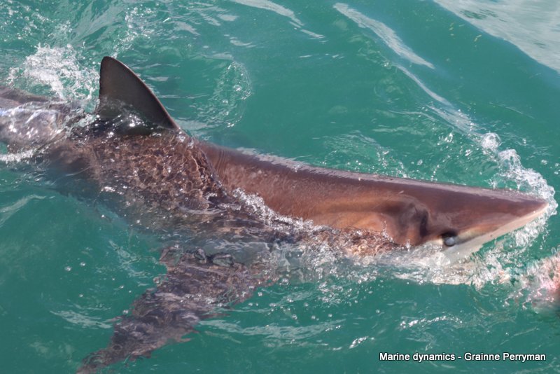 Bronze whaler shark, South Africa