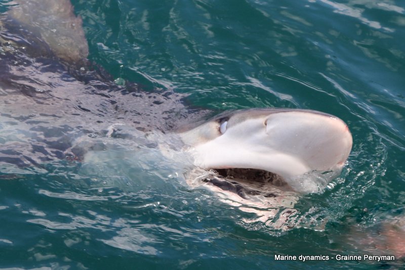 Bronze whaler shark, South Africa