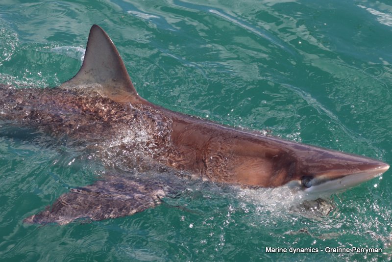 Bronze whaler shark, South Africa
