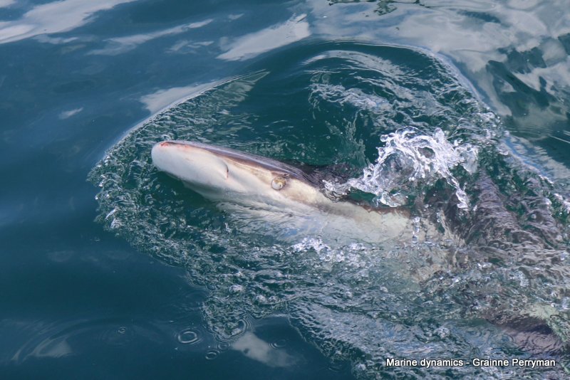 Bronze whaler shark, South Africa