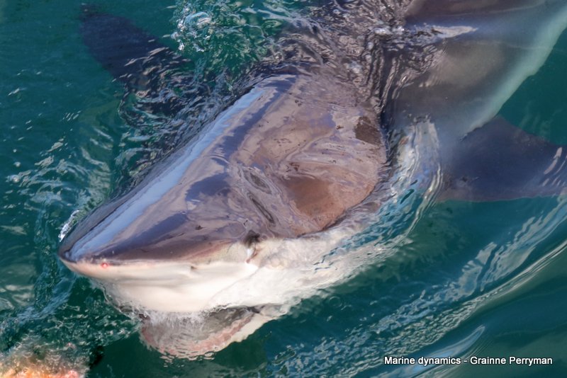 Bronze whaler shark, South Africa