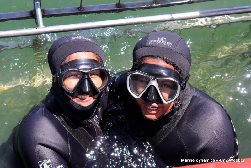 Shark cage diving, South Africa