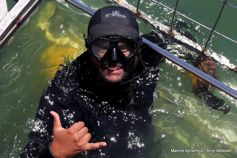 Shark cage diving, South Africa