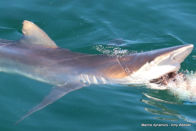 Bronze whaler shark, South Africa